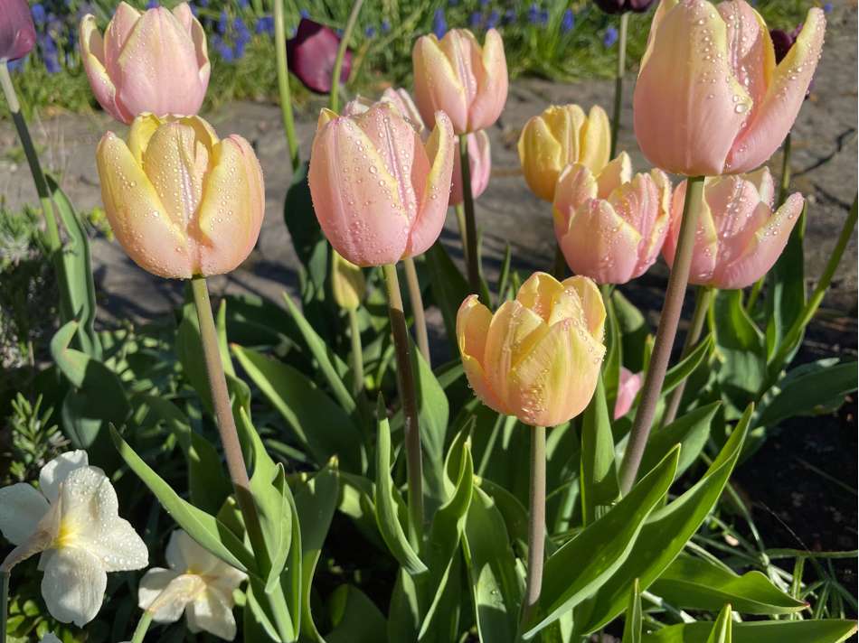 Tulpan 'Mango Charm'